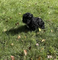 Oreo, a male Bichpoo for sale in Dayville, CT – 2 of 3