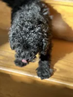 processed/c776590f-d44e-490d-bd3e-574e3ff8ed50/listing/6b71496c-06d1-4173-8c47-eb3d295f3e63/36b2af80-628d-4dd2-9d13-c145b9d10be1