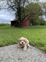 Poptart , a female Shichon for sale in Dayville, CT – 2 of 2
