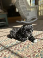 Midnight , a male Shih Tzu for sale in Dayville, CT – 4 of 4