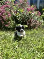 Cooper, a male Shichon for sale in Dayville, CT – 2 of 2