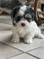 Sage, a female Morkie for sale in Dayville, CT – Photo 1 of 2