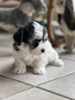 Sage, a female Morkie for sale in Dayville, CT – Photo 2 of 2