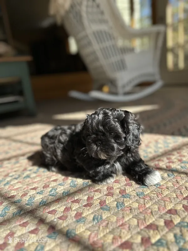 Midnight  – Shih Tzu puppy for sale in Dayville, CT