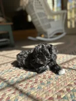 Midnight , a male Shih Tzu for sale in Dayville, CT – 1 of 4