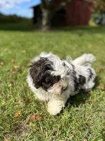 Coffee, a male Shichon for sale in Dayville, CT – 2 of 3