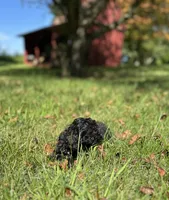 Midnight , a male Cockapoo for sale in Dayville, CT – 2 of 2