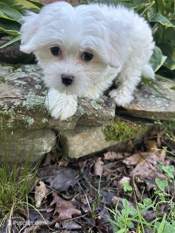 Snowflake  – Maltese puppy for sale in Dayville, CT