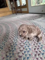 Chocolate , a female Poodle - Miniature  for sale in Dayville, CT – 6 of 6