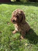 Max, a male Cavapoo for sale in Dayville, CT – 3 of 3
