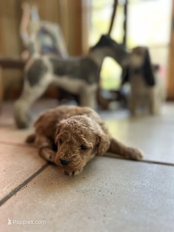Chocolate  – Poodle - Miniature  puppy for sale in Dayville, CT