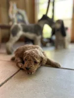 Chocolate , a female Poodle - Miniature  for sale in Dayville, CT – 1 of 2