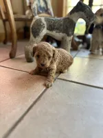 Chocolate , a female Poodle - Miniature  for sale in Dayville, CT – 2 of 2