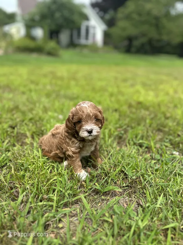 Cookie  – Cavapoo puppy for sale in Dayville, CT