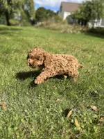 Brady , a male Cavapoo for sale in Dayville, CT – 2 of 3