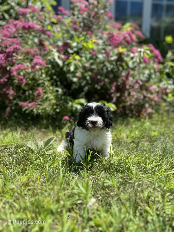 Cooper – Shichon puppy for sale in Dayville, CT