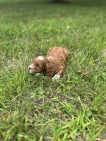 Dot, a female Cavapoo for sale in Dayville, CT – 3 of 3