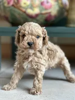 Coffee, a male Cockapoo for sale in Dayville, CT – Photo 1 of 2