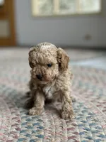 Coffee, a male Cockapoo for sale in Dayville, CT – Photo 2 of 2