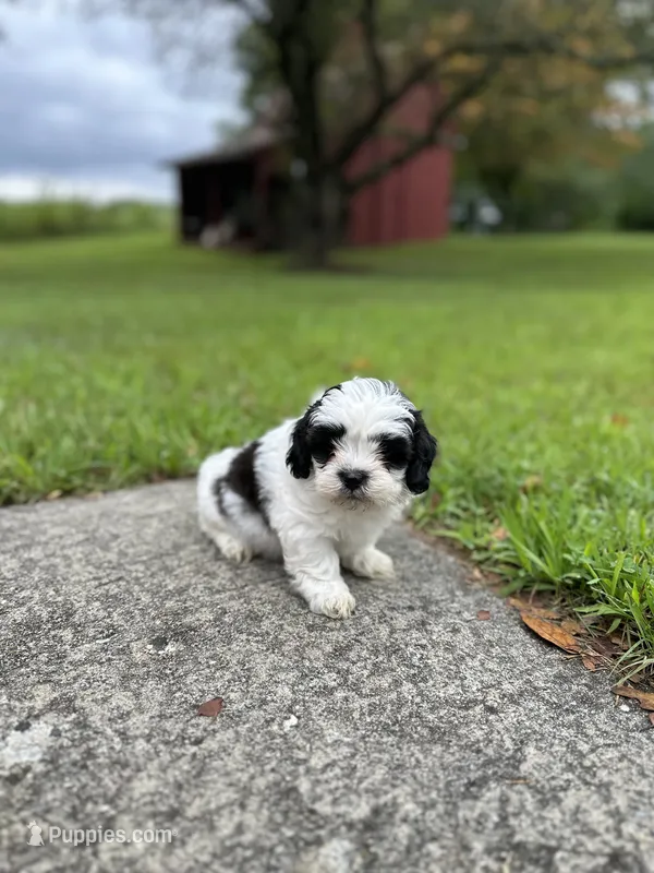 Oreo  – Shichon puppy for sale in Dayville, CT