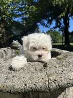 Tofu, a male Maltese for sale in Dayville, CT – 3 of 3