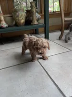 Chocolate , a female Poodle - Miniature  for sale in Dayville, CT – 2 of 6