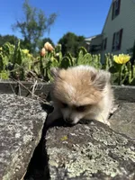 Bear, a female Pomeranian for sale in Dayville, CT – 2 of 3