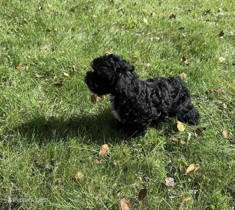 Oreo – Bichpoo puppy for sale in Dayville, CT