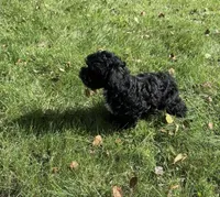 Oreo, a male Bichpoo for sale in Dayville, CT – 1 of 3