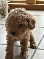 Espresso , a female Cockapoo for sale in Dayville, CT – Photo 2 of 2