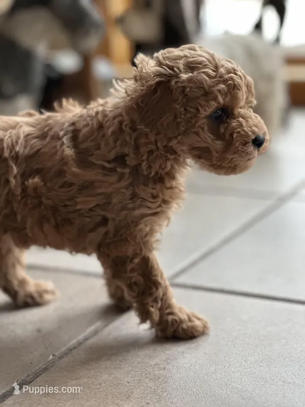 Espresso  – Cockapoo puppy for sale in Dayville, CT