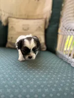 Toffee , a female Shichon for sale in Dayville, CT – 2 of 2