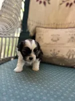 Toffee , a female Shichon for sale in Dayville, CT – 1 of 2
