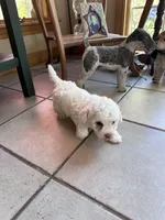 Ghost , a female Poochon for sale in Dayville, CT – 2 of 2