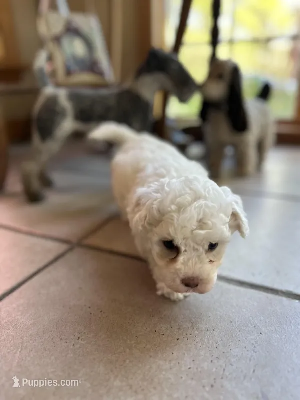 Ghost  – Poochon puppy for sale in Dayville, CT