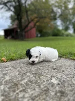 Phantom, a female Bichpoo for sale in Dayville, CT – 2 of 2