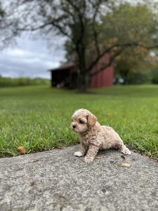 Poptart  – Shichon puppy for sale in Dayville, CT