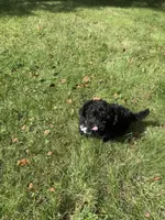 Cocoa , a male Bichpoo for sale in Dayville, CT – 3 of 3