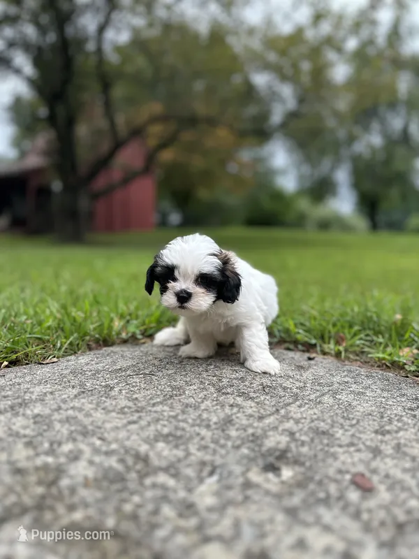 Toffee  – Shichon puppy for sale in Dayville, CT