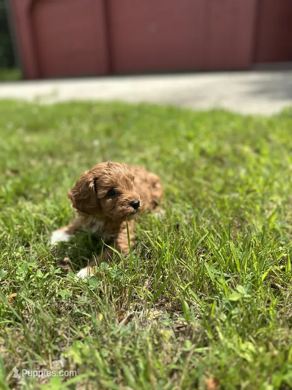 Charlie  – Cavapoo puppy for sale in Dayville, CT