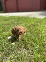 Charlie , a male Cavapoo for sale in Dayville, CT – 1 of 2