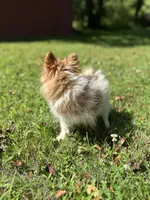 Churro , a female Pomeranian for sale in Dayville, CT – 6 of 6