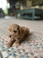 Brownie , a female Poodle - Miniature  for sale in Dayville, CT – 4 of 4