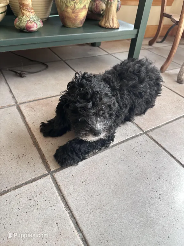 Shadow  – Cavapoo puppy for sale in Dayville, CT