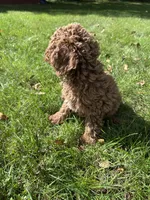 Max, a male Cavapoo for sale in Dayville, CT – 2 of 3