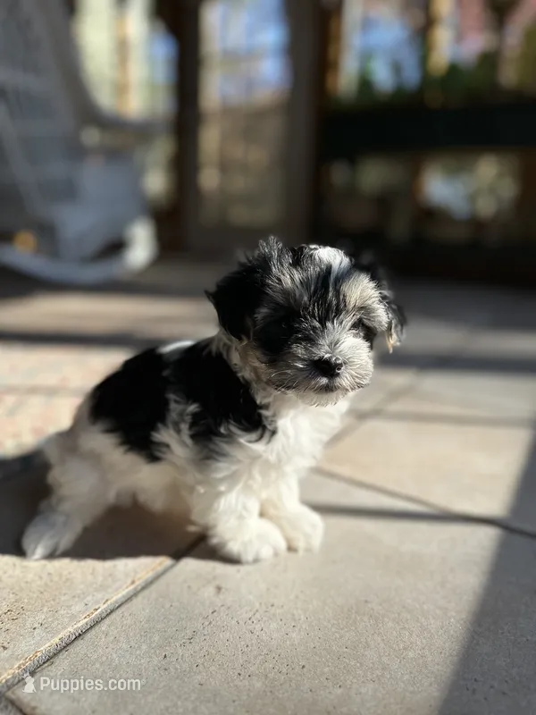 Domino  – Morkie puppy for sale in Dayville, CT