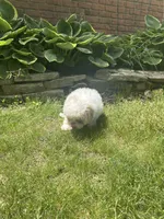 Marshmallow , a female Shichon for sale in Dayville, CT – 2 of 4