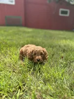 Rocco, a male Cavapoo for sale in Dayville, CT – 2 of 2
