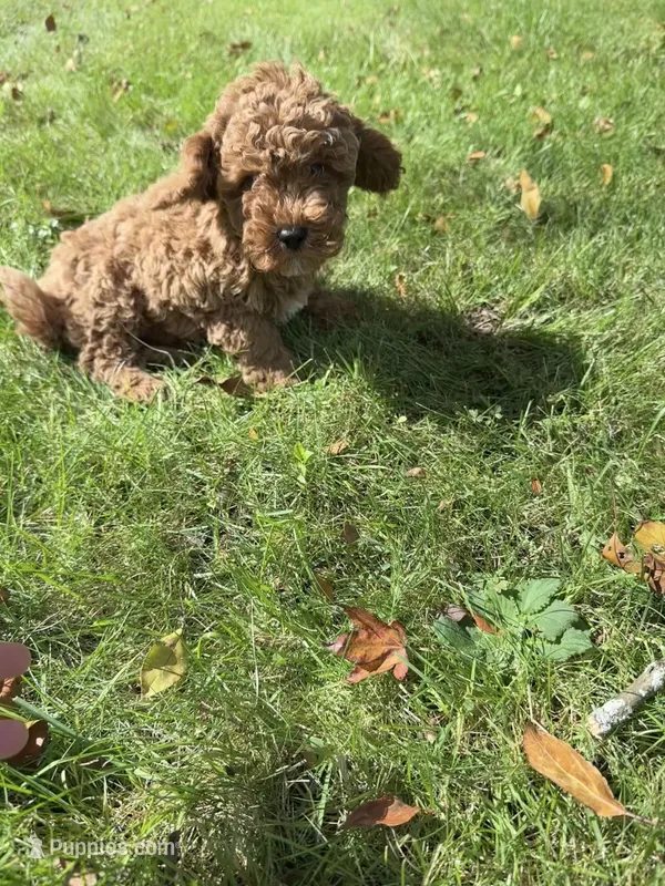 Max – Cavapoo puppy for sale in Dayville, CT