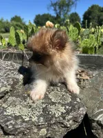 Churro , a female Pomeranian for sale in Dayville, CT – 3 of 3